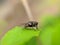 TheÂ houseflyÂ & x28;Musca domestica& x29; is a fly of the suborder Cyclorrhapha, green leaves to sit housefly